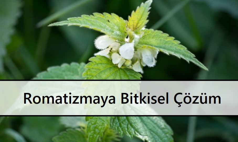 Romatizmaya Bitkisel Çözüm