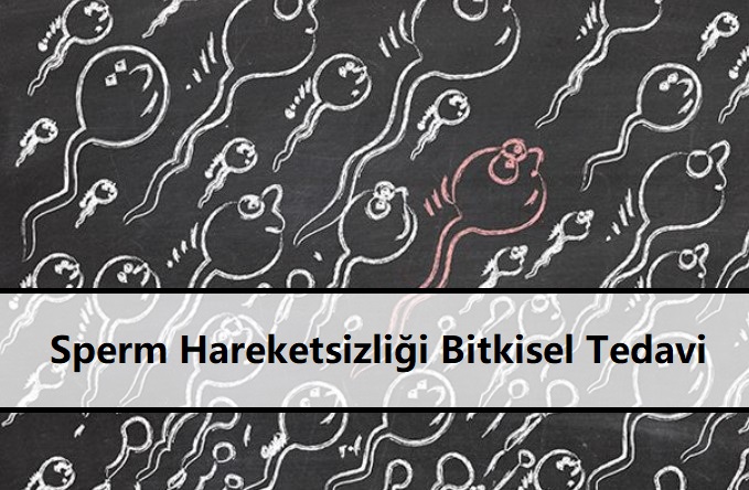 Sperm Hareketsizliği Bitkisel Tedavi