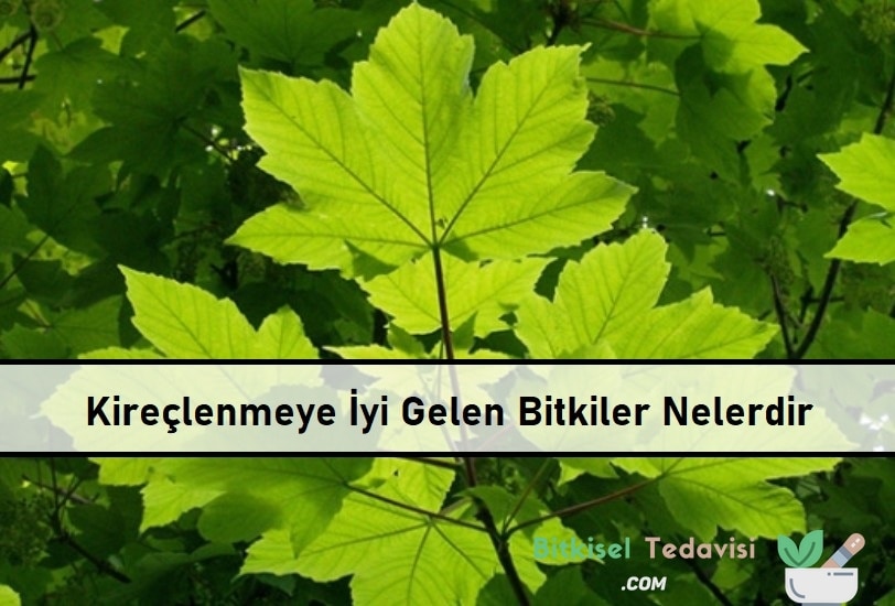 Kireçlenmeye İyi Gelen Bitkiler Nelerdir