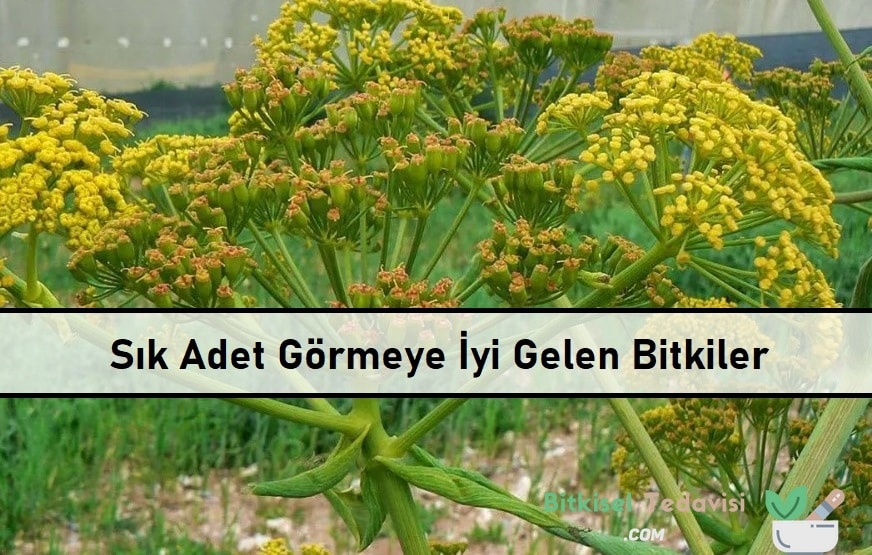 Sık Adet Görmeye İyi Gelen Bitkiler