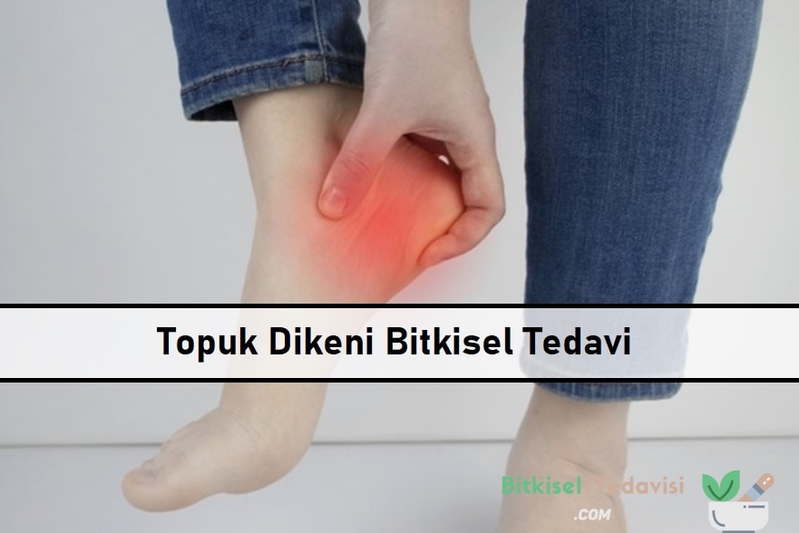 Topuk Dikeni Bitkisel Tedavi