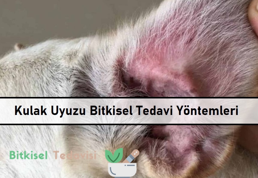 Kulak Uyuzu Bitkisel Tedavi Yöntemleri