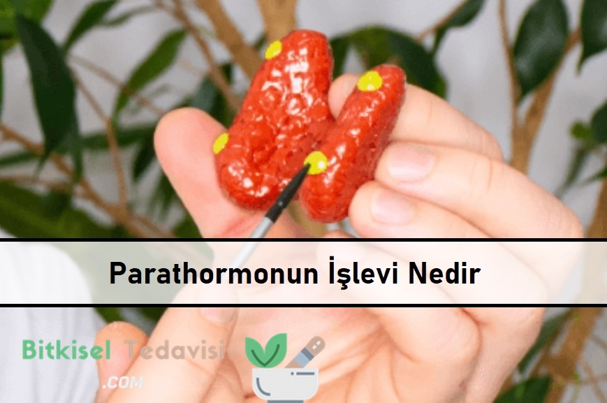 Parathormonun İşlevi Nedir