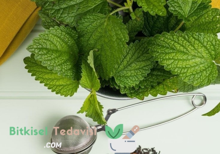 Melisa (Lemon balm) depresyon destekleyici